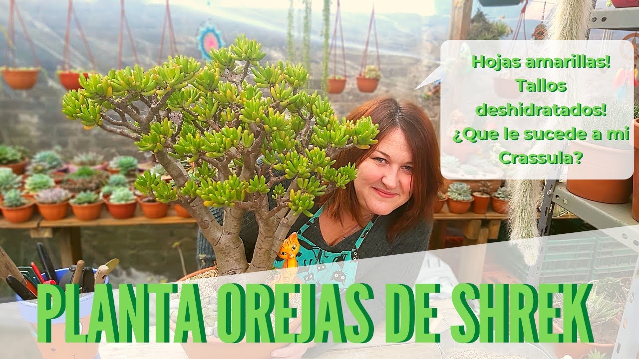 Mantenimiento de la suculenta 