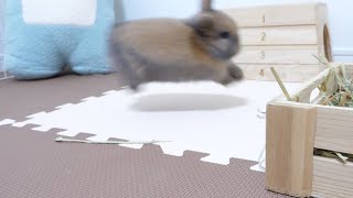 Baby rabbit overjoyed to be in a room to play for the first time