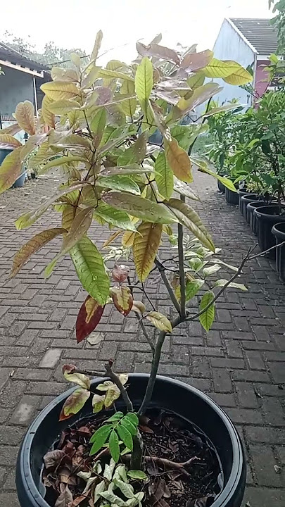 Red Longan in Pot #zuhdhangardening #redlongan #pottedplant