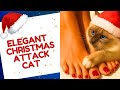 The Elegant Attack Strategies of Cats