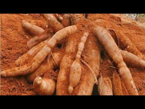 Whatsapp 255612205017 TIBA ASILI YA MUHOGO NA KISAMVU TIBA Yenye Kutibu Magonjwa Mengi