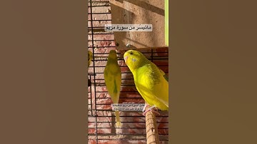 #سورة_مريم #قرآن #محمد_الفقيه #المصحف #اكسبلور #طيور #البادجي #العراق #اليمن #السعودية #quran #bird