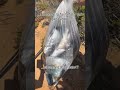 𝗥𝗼𝘁𝗮 𝗩𝗶𝗰𝗲𝗻𝘁𝗶𝗻𝗮: I pescatori