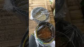 Pupuk racikan ajaib nih boskuh | 1 bulan berbuah 5 menit#hijauceria #pupuk #tanaman #buah #pemupukan