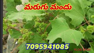 Marugu mandu tayari how to make original marugu mandu 