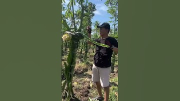Pilihlah tegaan utk pohon buah naga yg bermanfaat ganda #kebunbuahnaga