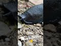 Found Black Slug😍