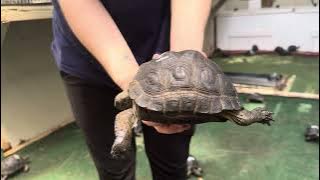 ID#1438 Aldabra Tortoise Top not Perfect, But this tortoises has a great Smart  personality 5 3/4