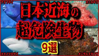 【閲覧注意】甘く見たら◯ぬ?!　知られざる日本近海に生息する超危険生物 9選【ゆっくり解説/作業用BGM/睡眠用/9割が知らない】