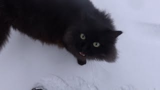 Fluffy black cat cute meows