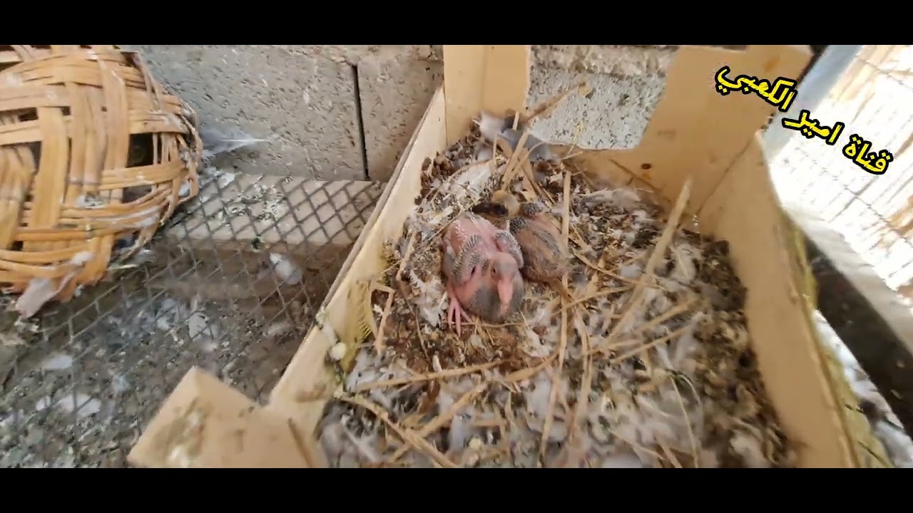 #تور#برمانيات_وافراخ_زواجل