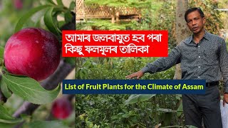 আমাৰ জলবায়ুত হব পৰা কিছু ফলমূলৰ তালিকা | List of Fruit Plants for the Climate of Assam