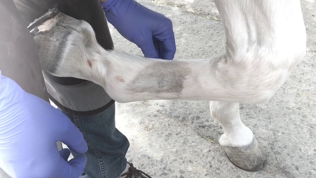 Bloqueos Perineurales en Caballos