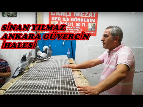 ANKARA AÇIK ARTTIRMA GÜVERCİN SATIŞI! SİNAN YILMAZ KUŞÇU KARA İHALESİ MEZATI