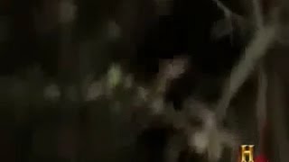 MonsterQuest Swamp Stalker Eyewitness Encounter