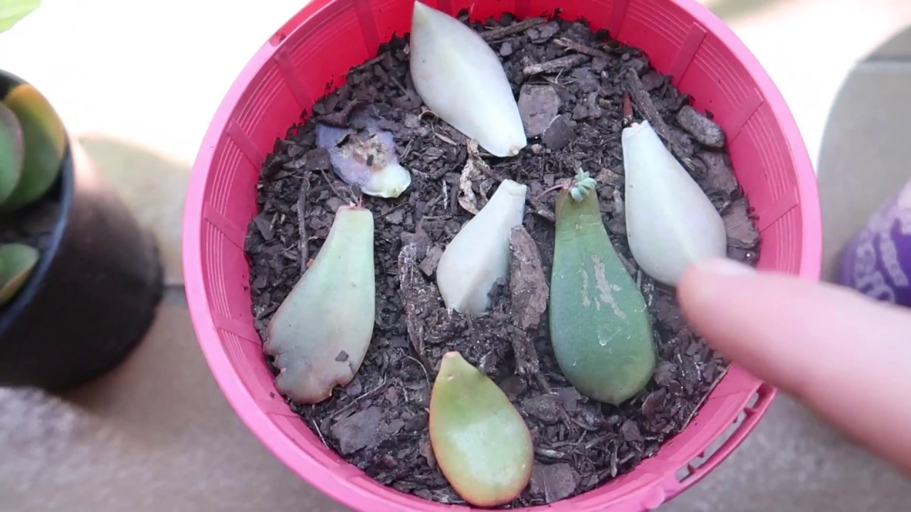 My Potted Garden -  10 Months Growth New plants and cuttings  - Greg the Gardener - YouTube