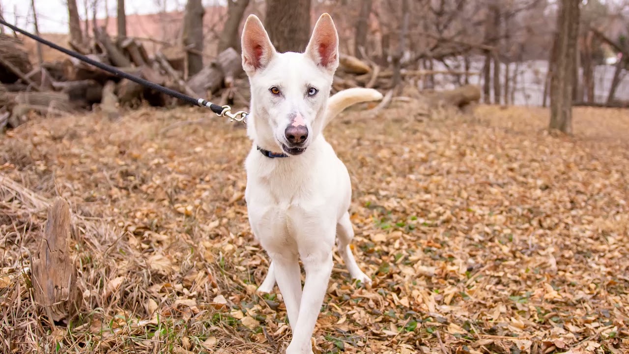 Samantha - Taysia Blue Husky/Malamute Rescue 2022