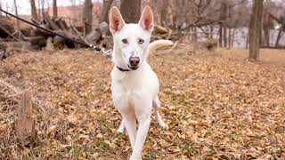 Samantha - Taysia Blue Huskymalamute Rescue 2022