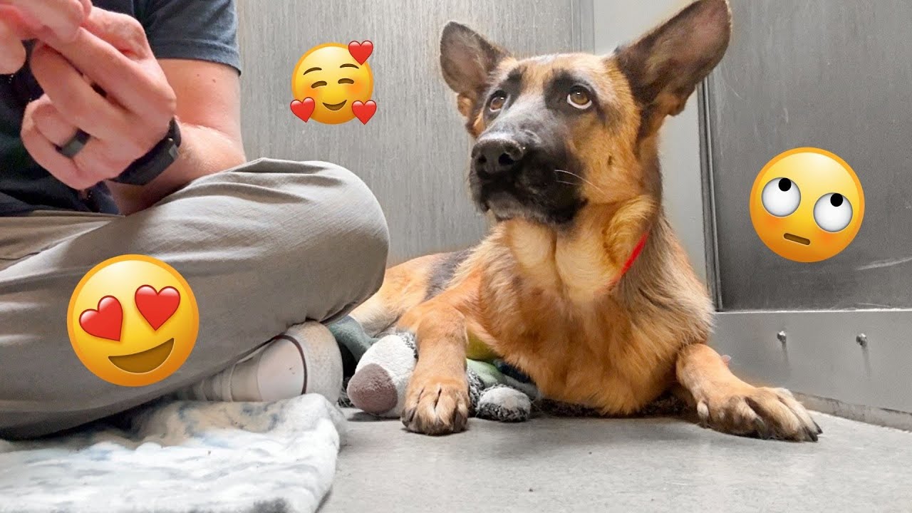 New FUNNY DOGS That Will Make You Laugh To Tears 😂🐕 Best Funny Dog Compilation 2026