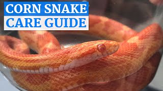 Corn Snake InDepth Care Video
