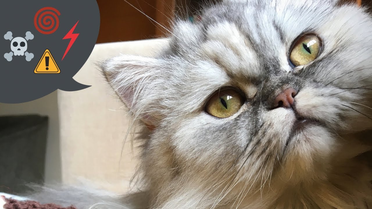 Kedilerde saldırganlık sebepleri ve çözümleri…