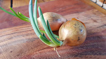 Können Zwiebel giftig werden?