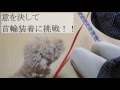 首を触ると本気噛みするレオに首輪装着してみた