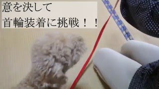 首を触ると本気噛みするレオに首輪装着してみた