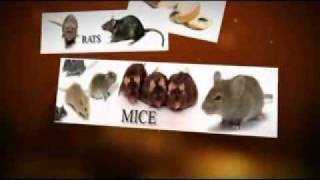 Pest Control West Covina, Covina, Walnut