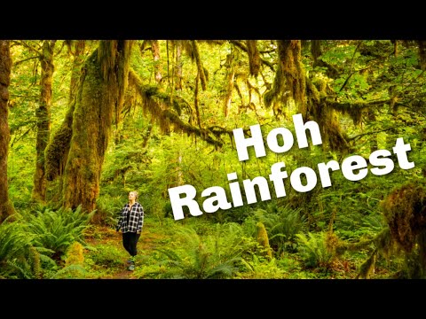 Video: Explorando Olympic National Park ja Hoh Rain Forest: Vierailijoiden opas