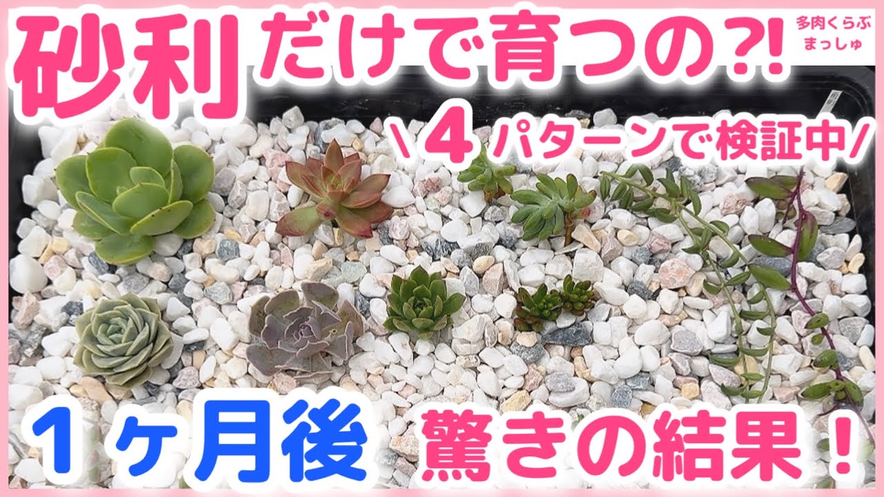 Succulents] Can they grow on gravel alone?! Surprising results