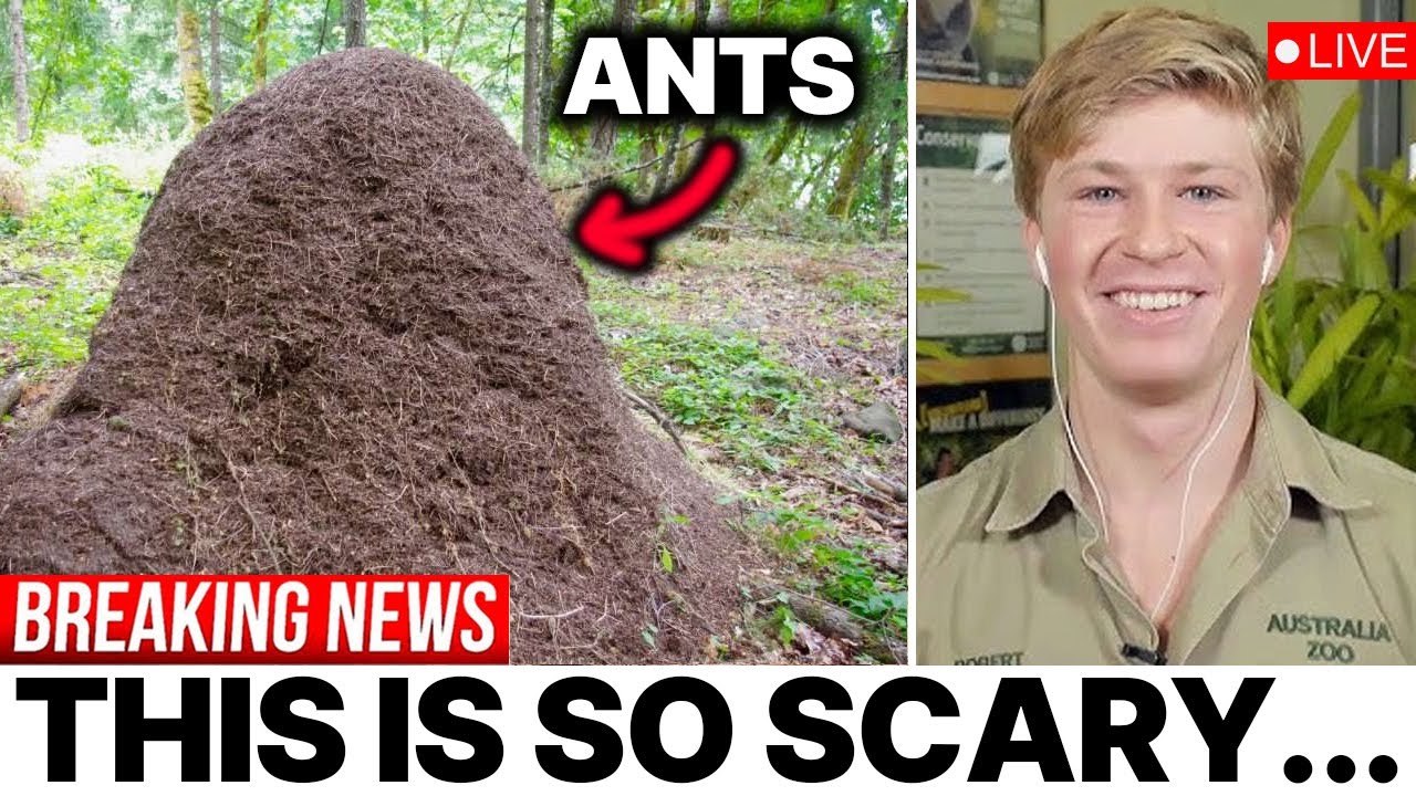 Massive Group of Ants Creates a Living Bridge & Scientists Can't Believe It