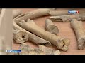 Тайна костей Увека раскрыта. Как их использовали средневековые жители?