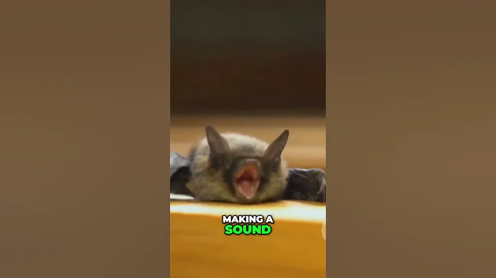 Bats' Secret Power  Echolocation Explained!