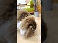 こっちゃん5歳になりました #こっちゃん #猫 #スコティッシュフォールド