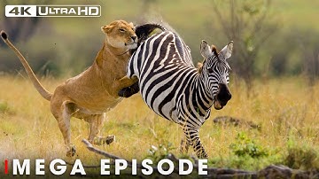 Ultimate Predators: When Lion Attack Ep. 2 | MEGA EPISODE | Nature Animal Documentary