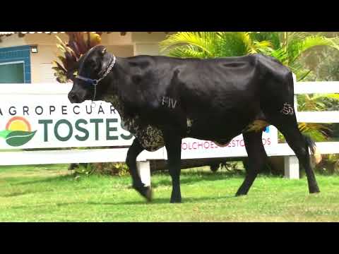 LOTE 55   FAZENDA SÃO DOMINGOS   651