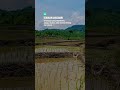 mejehna d'urekan dulur #suasanapesawahan #ngurekbelut #youtubeshorts