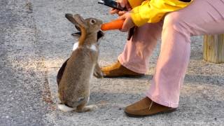 Okunoshima, part 4 (Bunny Paradise)