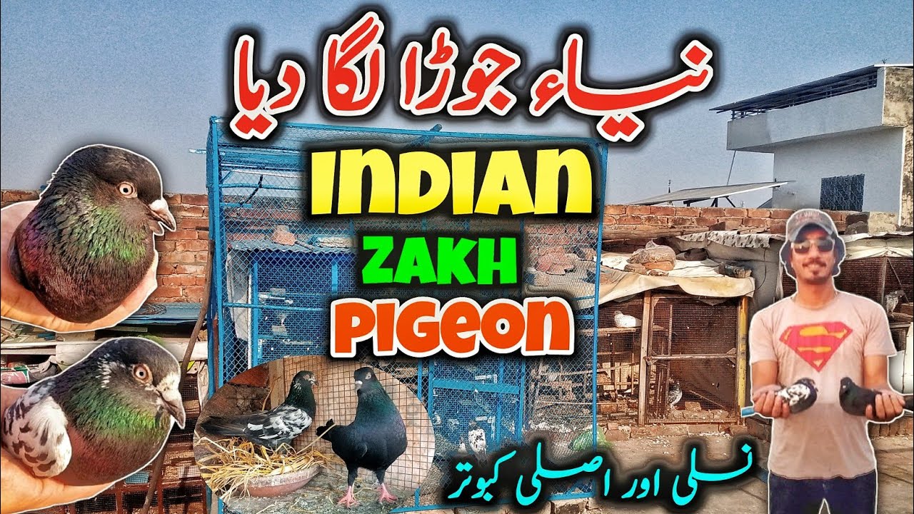 New Pair Lga Diya |Indian Pigeon| #highflyingpigeonclub #pigeon #indianpegion #indianpigeon kabutar