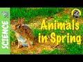 Springtime Animals and Their Behaviors