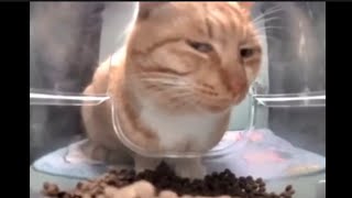 Cat mewing 🧏‍♂️ Resimi