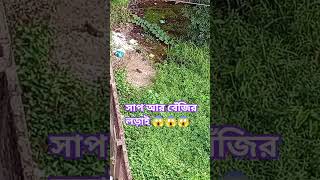 সাপ আর বেঁজির লড়াই। 😱😱😱 #reels #viral #snake #naula #video