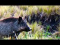 MUCHOS Chanchos JABALIES en el CAMPO de CORDOBA| Vamos al Campo