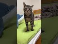 やんのかステップしたらロバート秋山になっちゃった幼少期のジルくん...www #cat