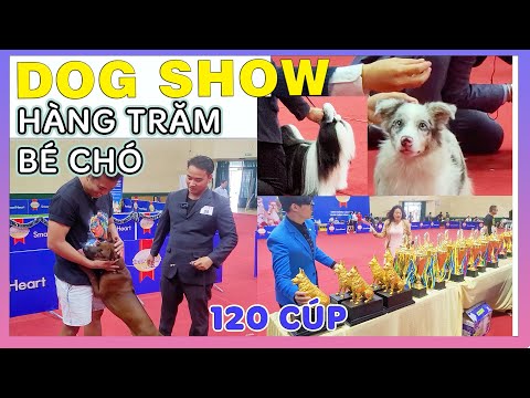 Video: Cuộc sống bí mật của Westminster Show Dogs