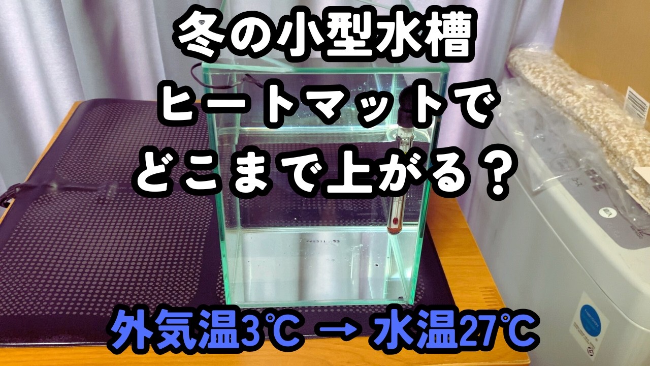 冬のベタ小型水槽、ヒートマットで何度まで上がる？実測検証してみた