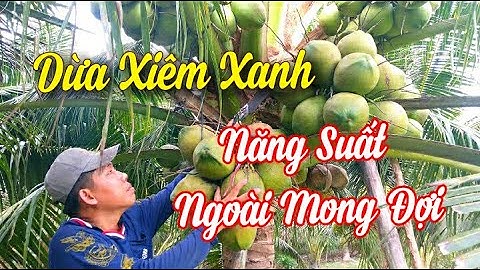 Đột nhập vườn dừa xiêm xanh sai trái