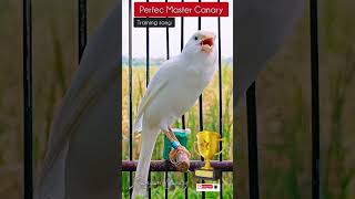 The Best Canary Song For Training Spanish Timbrado canarysinging birds birdsong canary