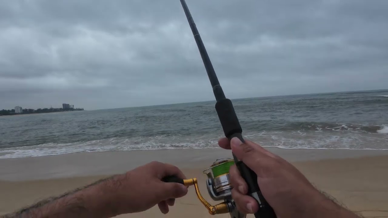 Câu cá xương xanh ngày 29 Tết 2026. #needlefish 